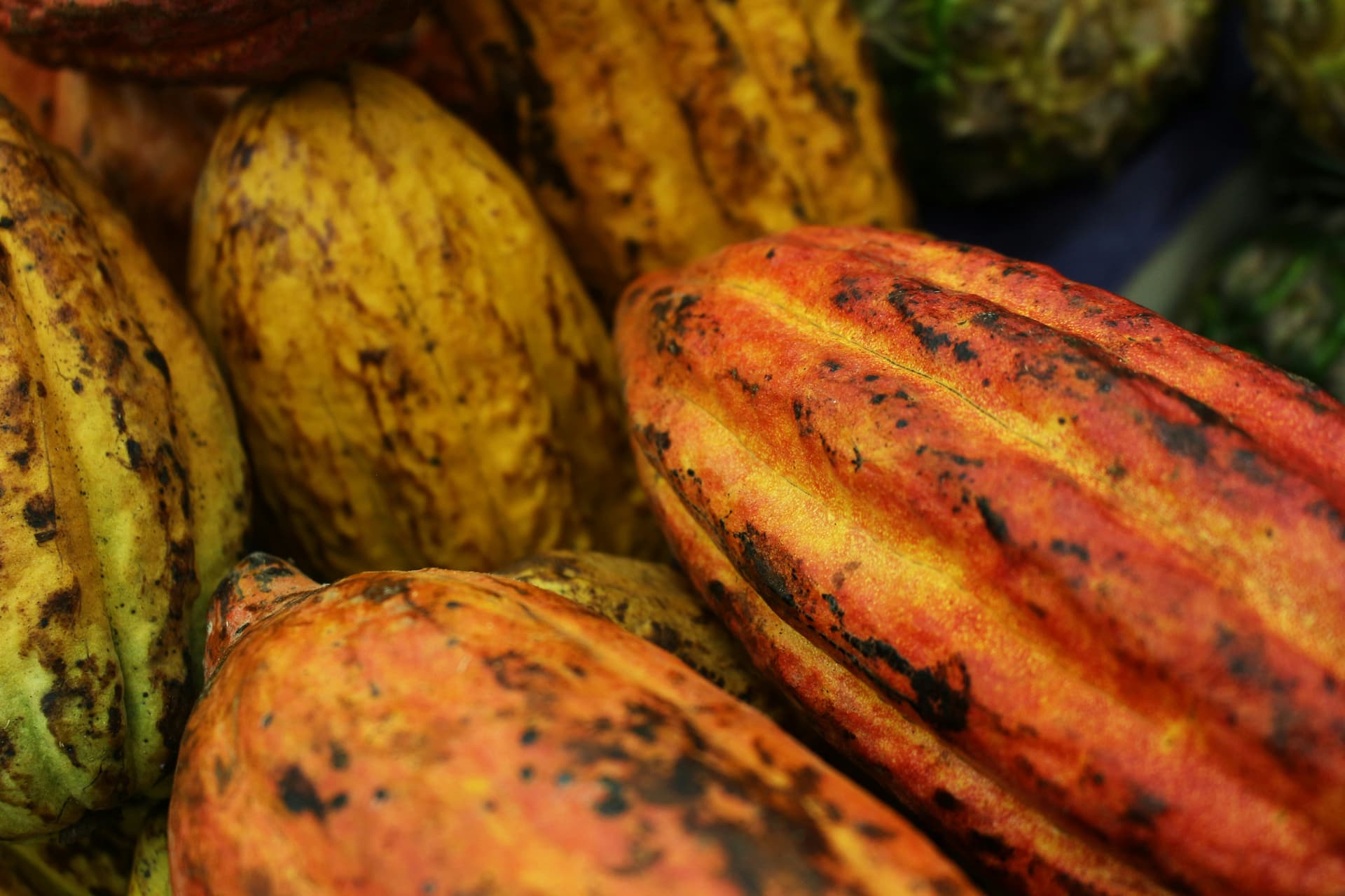 Fresh cacao pod being held, showing the journey from tree to chocolate
