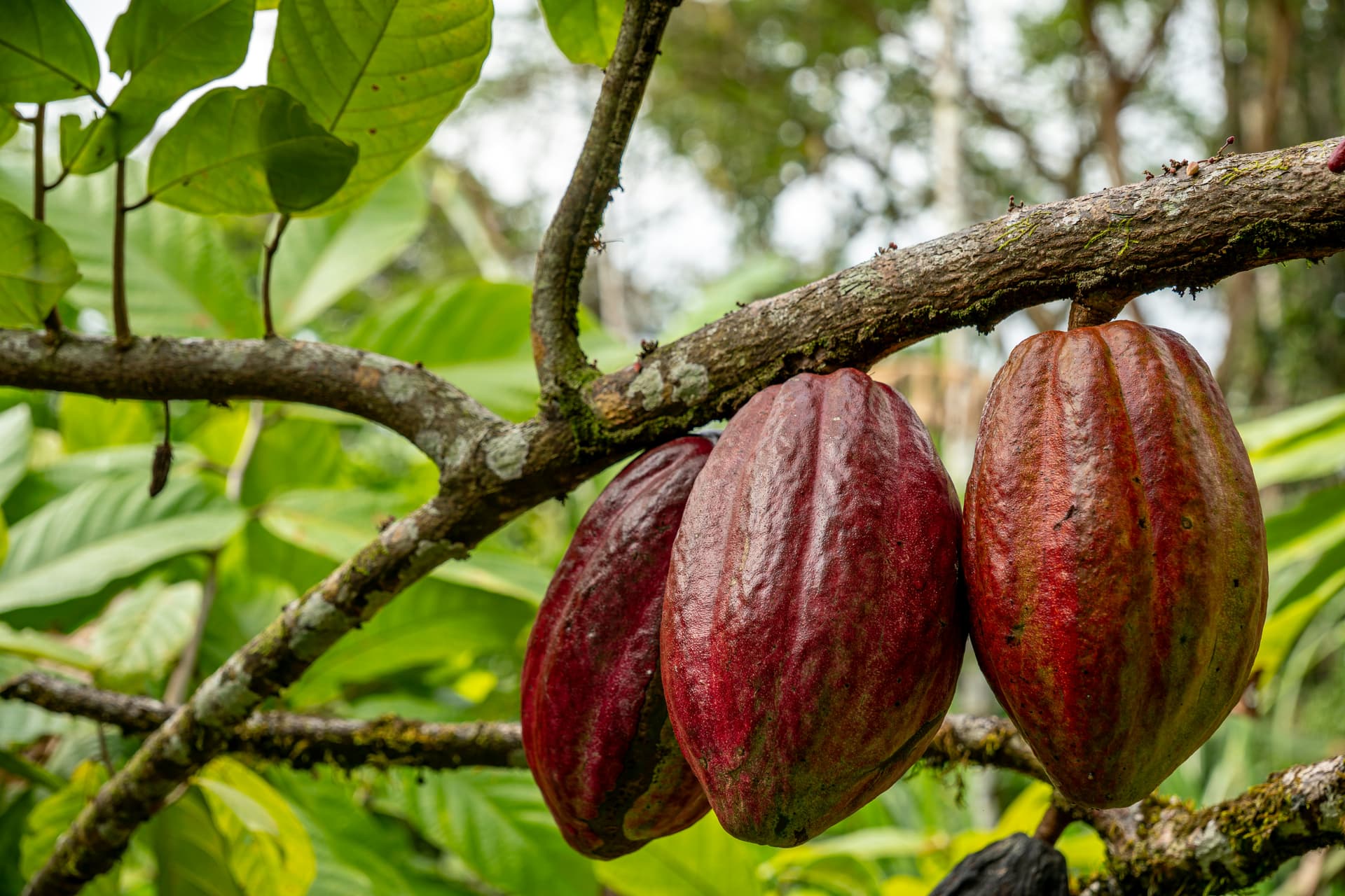 Ripe cacao pods growing on tree branch