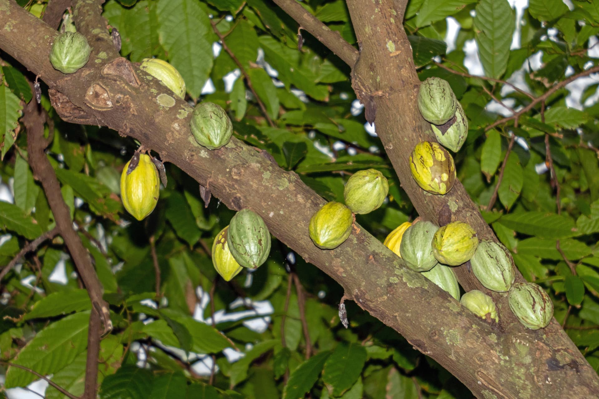 Cacao pods in various stages of ripeness growing on a tree