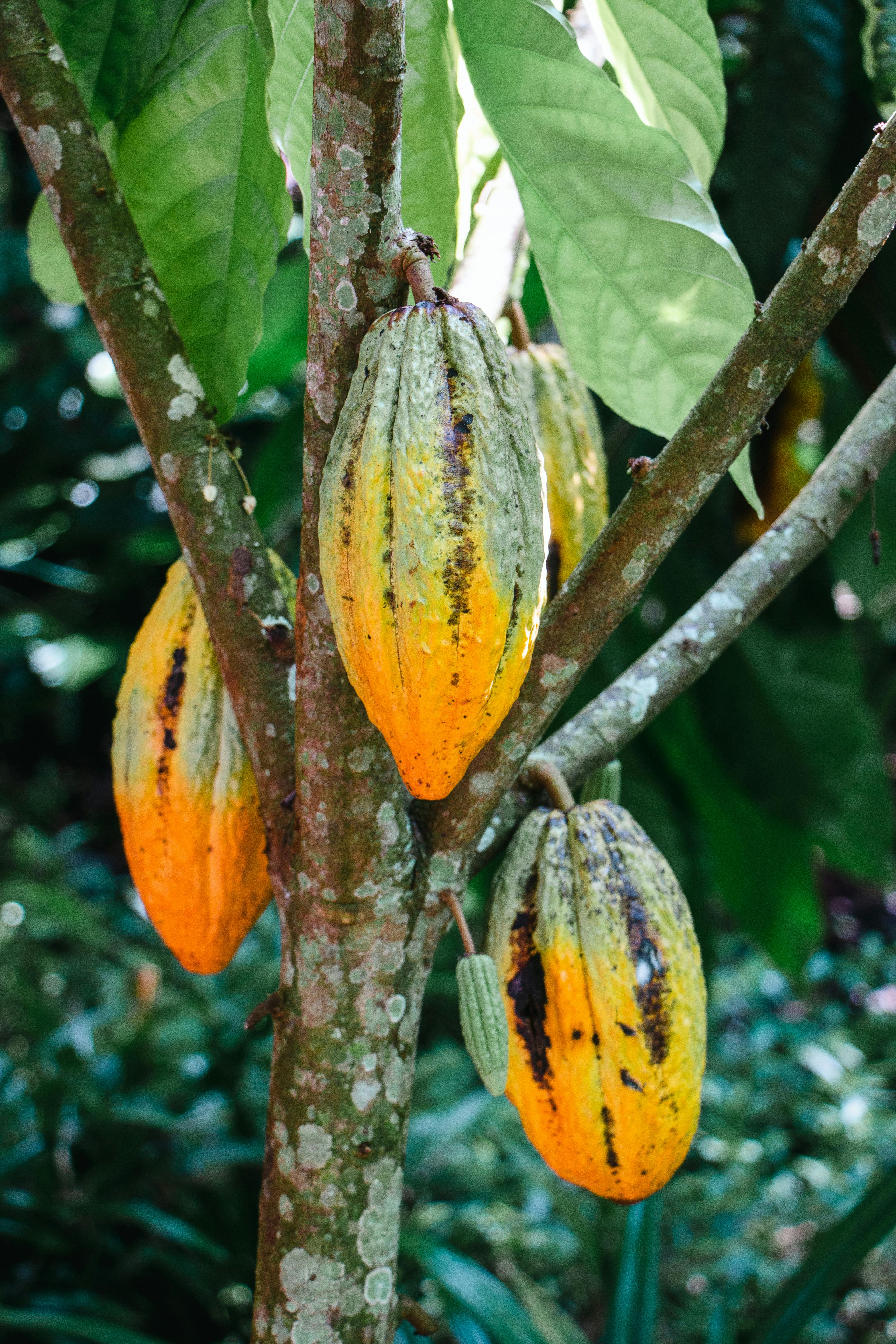 Learn what makes Hawaiian cacao rare