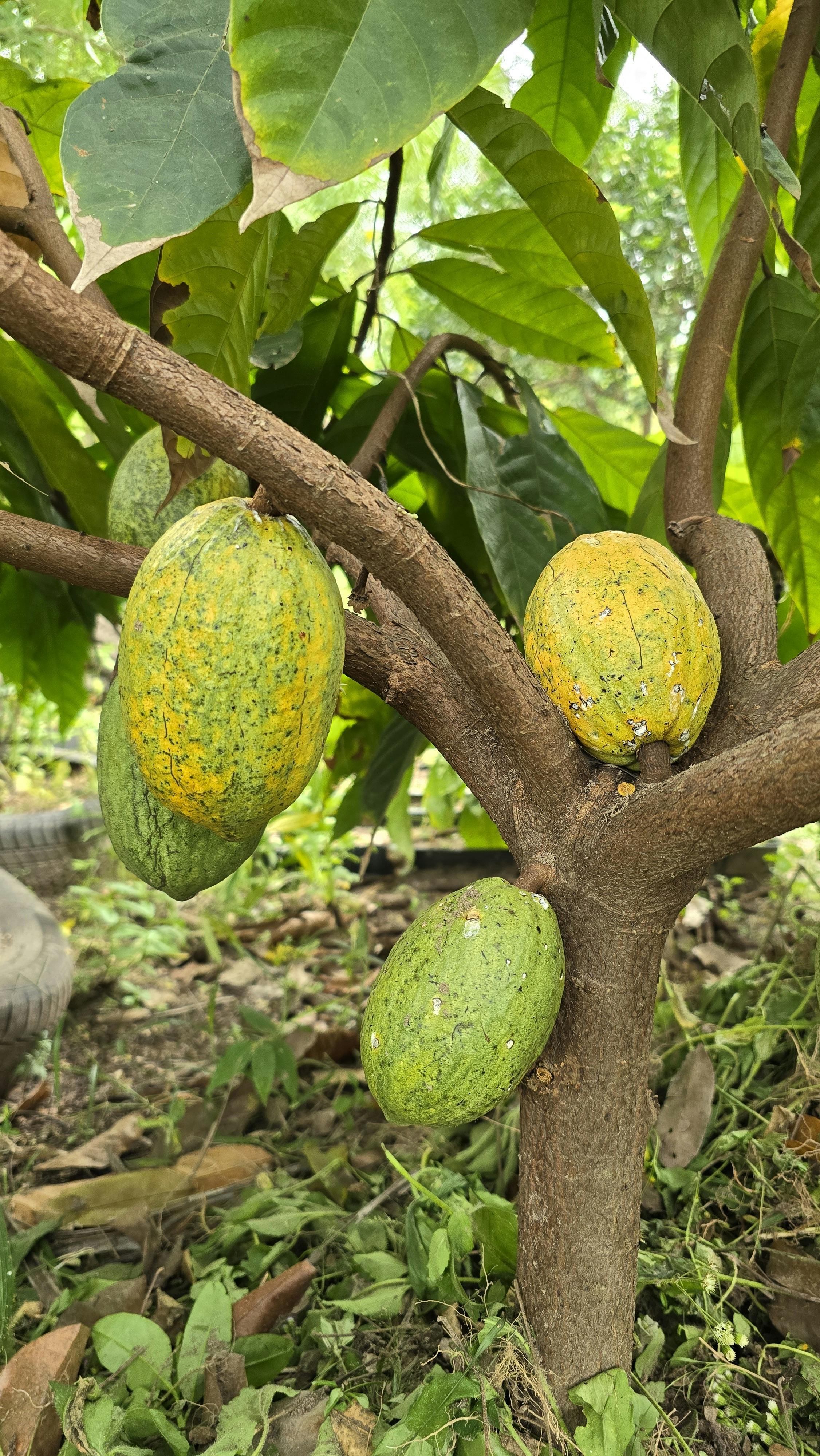 Tour a cacao farm