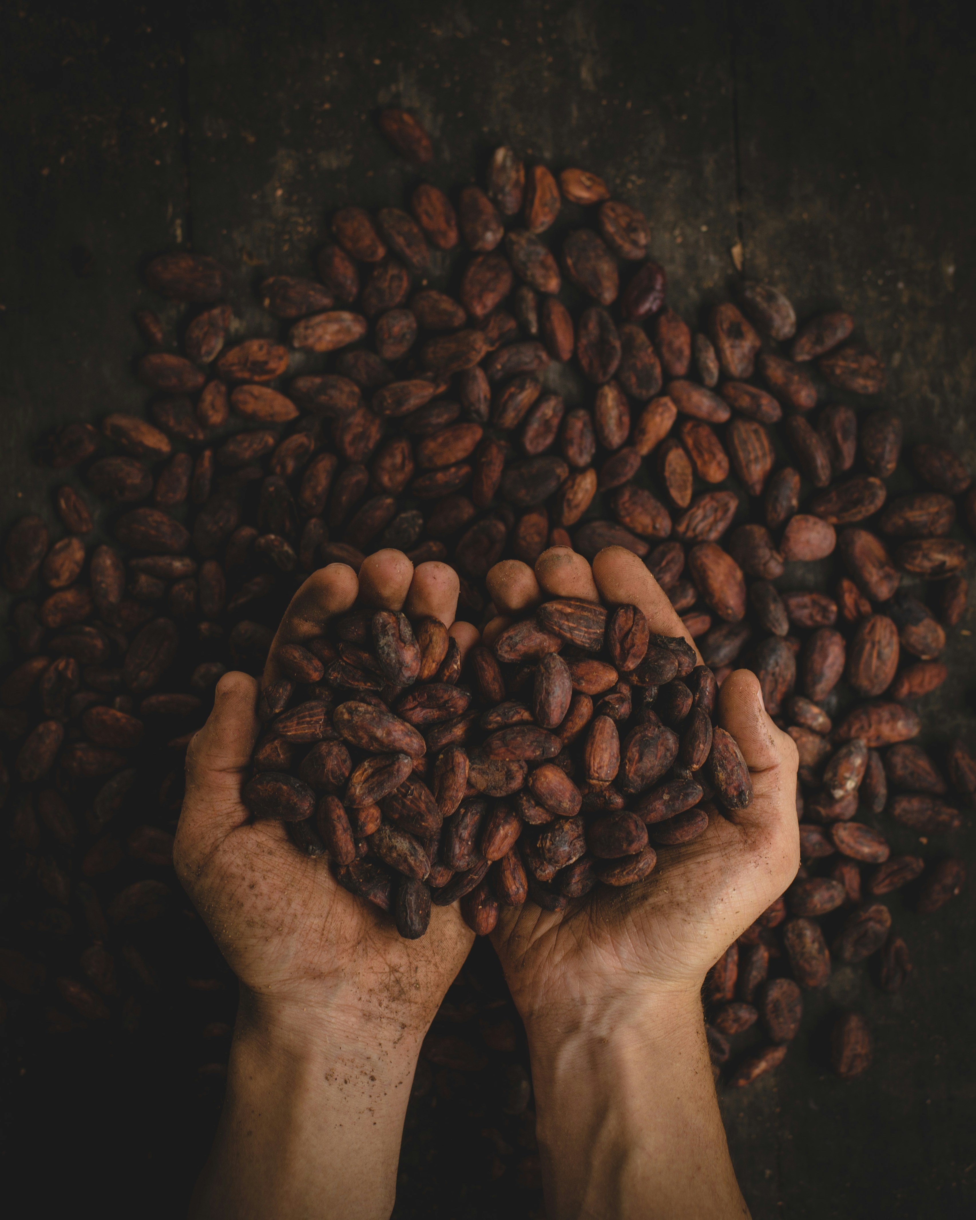 Roasted cacao beans held by a Hawaii chocolate maker