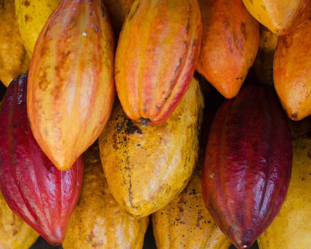 Close-up of colorful red and yellow Hawaiian cacao pods at a farmers market